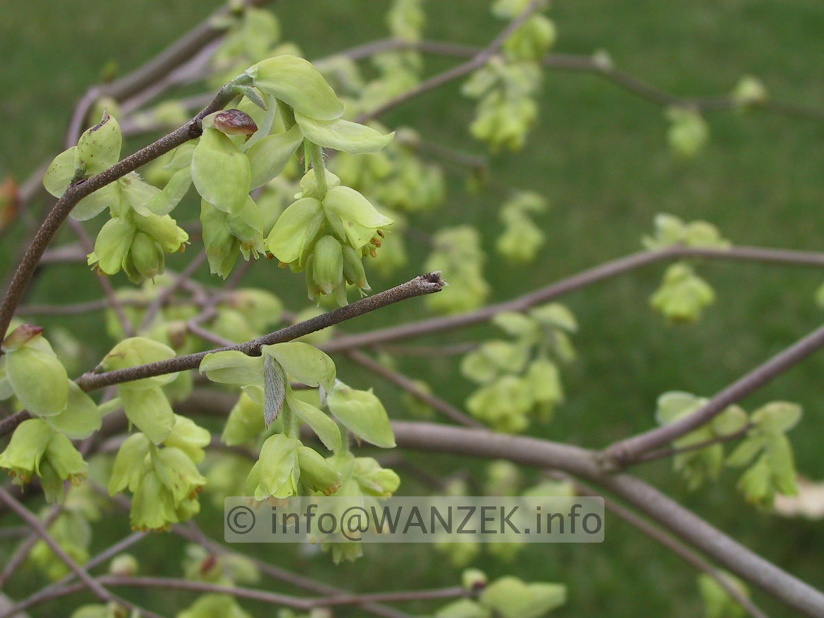 Corylopsis spicata5 - Bluete.JPG